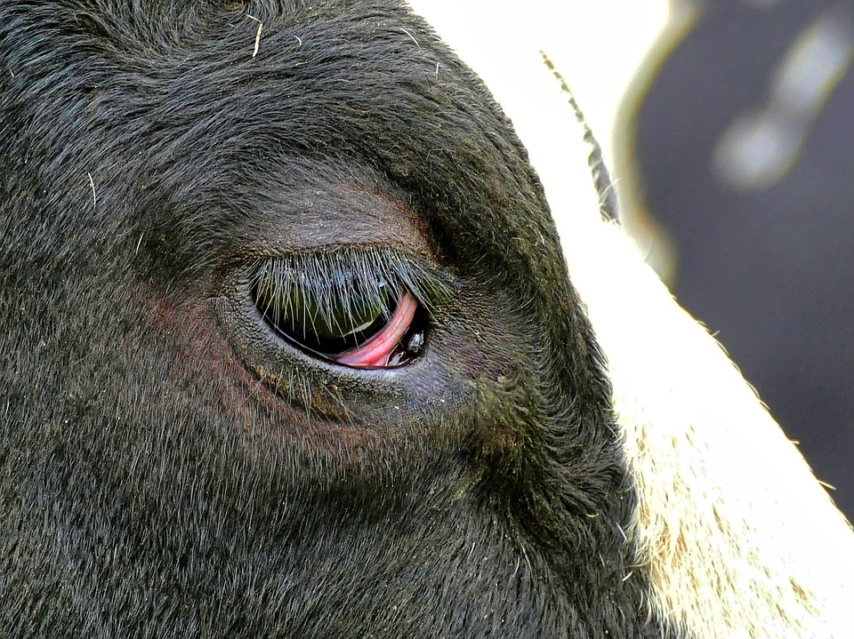 Những nguyên nhân gây sưng mắt cho bò là gì?
