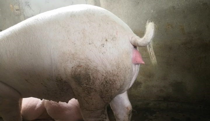 heo hậu bị
