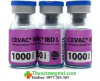 CEVAC IBD L