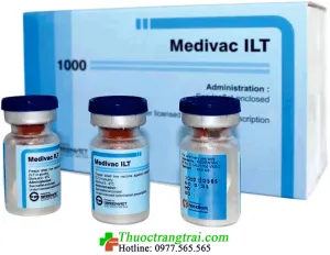 MEDIVAC ILT ( vắc xin phòng bệnh Viêm thanh khí quản truyền nhiễm ) - lọ 1000 Liều