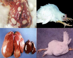 dấu hiệu nhận biết và phòng tránh bệnh marek ở gà