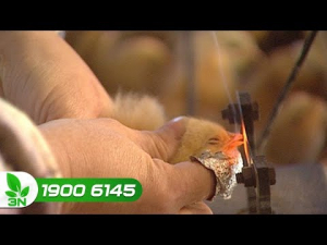 Bao nhiêu ngày cắt được mỏ gà là tốt nhất?